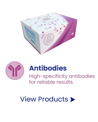 Antibodies