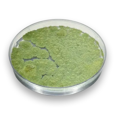 Pioneering Work on Aflatoxin