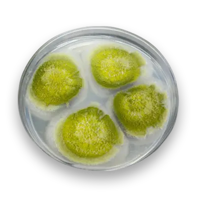 Pioneering Work on Aflatoxin